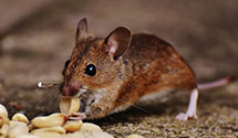 24 Hour & Emergency Exterminators in Clarion, IA